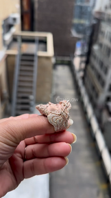 Iced Out Jesus Face Ring